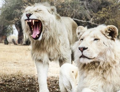 Lions Breath
