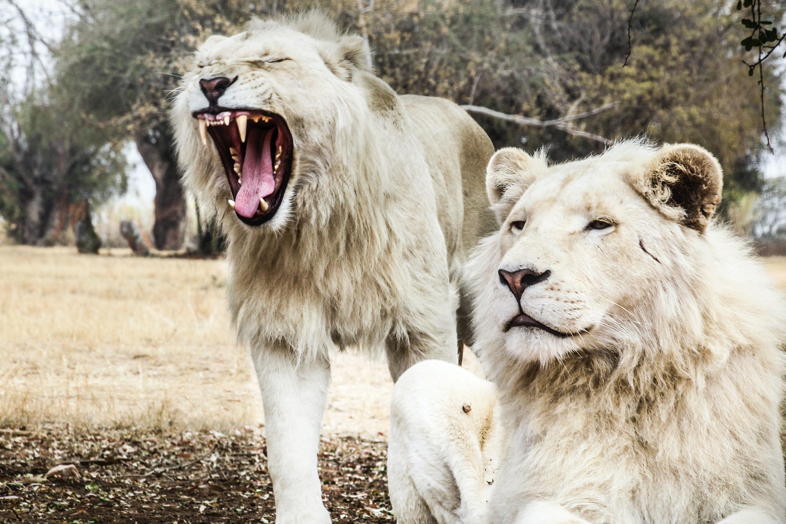 Lions Breath